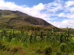 Grün bewachsene Hügel und Reisfelder in Ibity, Madagaskar