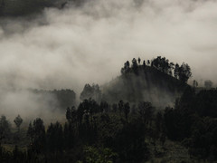 Nebel über Waldgebiet