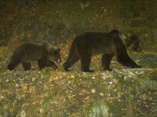 zwei Braunbären bei Nacht