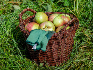 Ein Korb voll frisch gepflückter Äpfel