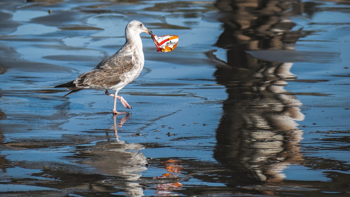 Vogel mit Plastik im Mund 