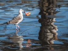 Vogel mit Plastik im Mund 