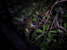 Fettschwanzlemur sitzt auf Ast bei Nacht
