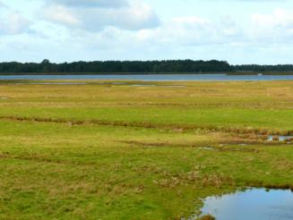 Grüne Salzgraslandschaft der Insel Kirr in Mecklenburg-Vorpommern