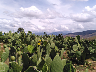 Dynamische Agroforst Trockenparzelle mit Kakteen in Bolivien