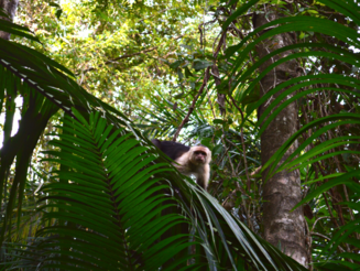 Affe sitzt auf Palmenblatt im Regenwald von Costa Rica