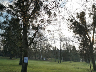 Baum in Park mit Misteln