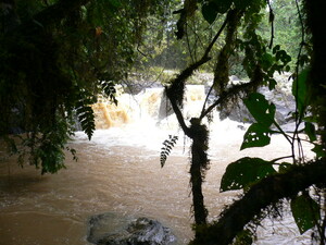 Kakamega Forest Foto: Gramenz