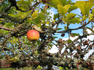 Obstbaumast mit Apfel