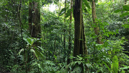 Dichter Dschungel im Regenwald von Costa Rica