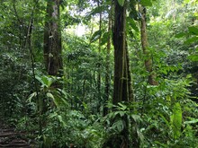 Dichter Dschungel im Regenwald von Costa Rica