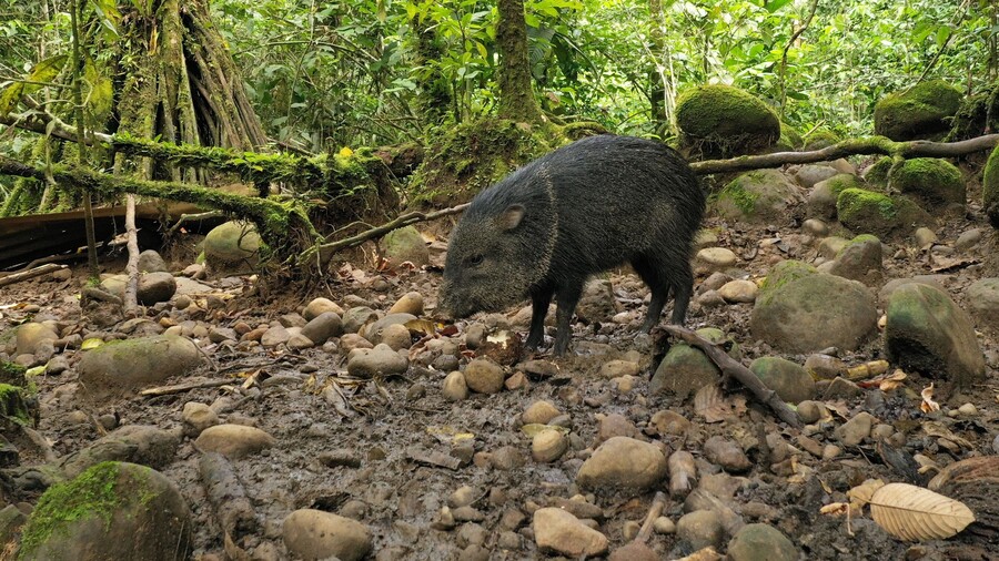 Pecari sucht im dichten Regenwald von Costa Rica nach Nahrung