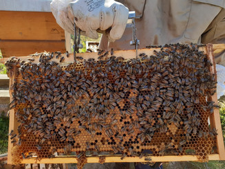 Zahlreiche Bienen auf einer Bienenwabe