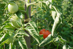 Rote und noch grüne Tomaten hängen an einer Tomatenpflanze