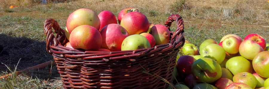 Ein Korb voller frisch gepflückter Äpfel steht auf einer Streuobstwiese in Wiesbaden