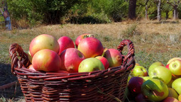 Ein Korb voller frisch gepflückter Äpfel steht auf einer Streuobstwiese in Wiesbaden