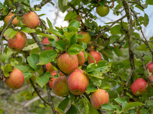 Reife Äpfel hängen am Baum