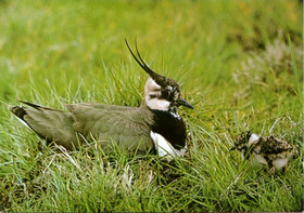 A Lapwing with its young