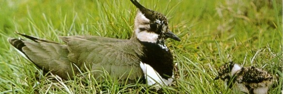 Kiebitz mit Jungtier