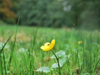 Gelbe Blume wächst auf einer Wiese im Wald