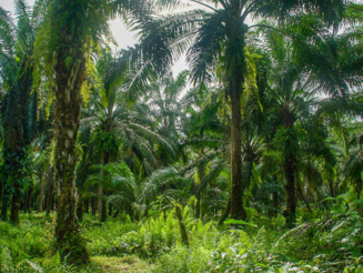 Palmen wachsen im Regenwald von Costa Rica