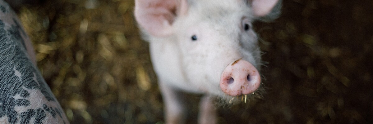 Ein Schwein steht in einem Stall und schaut in die Kamera