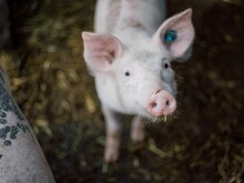Ein Schwein steht in einem Stall und schaut in die Kamera