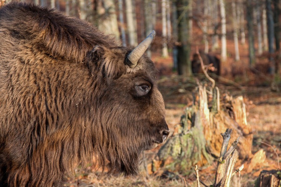 Kopf eines Wisent Bullen in Seitenansicht