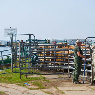 Rinder werden mit Fähre auf Insel Kirr gebracht, um dort den Sommer über zu weiden