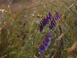 Vogelwicke mit lila Blüten in Nahaufnahme auf einer dicht bewachsenen Wildblumenwiese