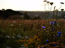 Viele bunte verschiedene Wildblumen auf einem Acker bei Sonnenaufgang