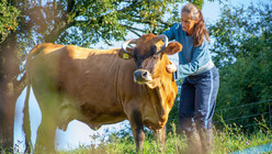 Frau streichelt Kuh der nahezu ausgestorbenen Rasse Murnau Werdenfelser