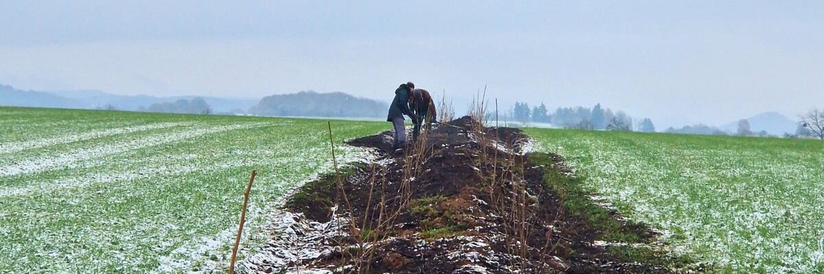 Pflanzung einer artenreichen Dynamischen Agroforst-Reihe auf einer Ackerfläche