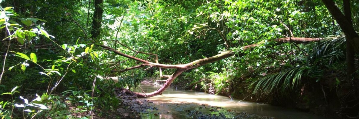 Baum liegt über Fluss in Regenwald von Costa Rica