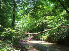 Baum liegt über Fluss in Regenwald von Costa Rica
