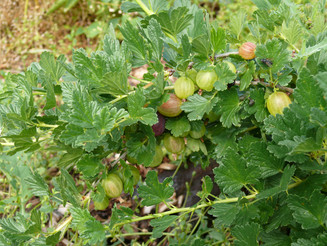 Stachelbeere mit Früchten in Nahaufnahme