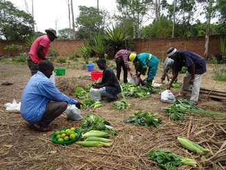 Bauern sammeln auf einem Feld ihre Ernte ein