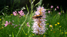 Auf den fliederfarbenen Blüten des Wiesenknöterichs sitzt eine Wespe