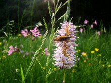 Auf den fliederfarbenen Blüten des Wiesenknöterichs sitzt eine Wespe
