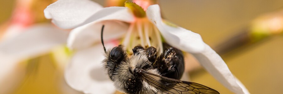 Graue Sandbiene saugt Nektar aus einer Blüte