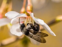 Graue Sandbiene saugt Nektar aus einer Blüte