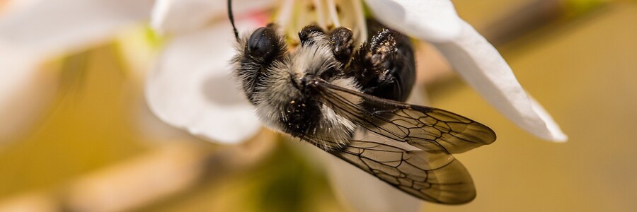 Graue Sandbiene saugt Nektar aus einer Blüte Graue Sandbiene saugt Nektar aus einer Blüte