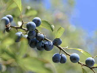 Blaue Beeren einer Schlehe an einem Ast