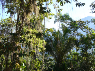 Dichter Regenwald in der Sierra Nevada de Santa Marta, einem Küstengebirge in Kolumbien
