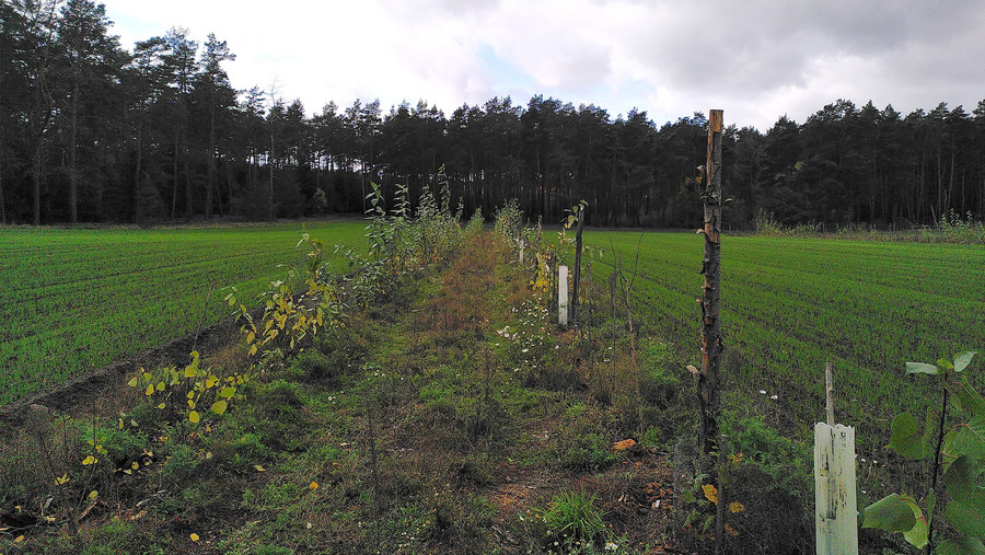 Ein Agroroststreifen zwischen zwei Feldern