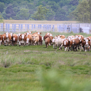 Rinder werden auf die Insel Kirr getrieben