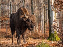 Wisent steht im Wald und genießt die Sonne