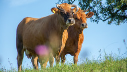 zwei Kühe stehen auf der Weide und schauen in die Kamera