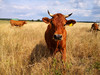Murnau Werdenfelser Kuh steht auf Weide in Wiesbaden Breckenheim