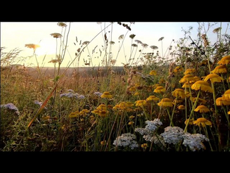 Video über ein Naturschutzprojekt zur Pflanzung von Wildblumen zum Schutz von Insekten
